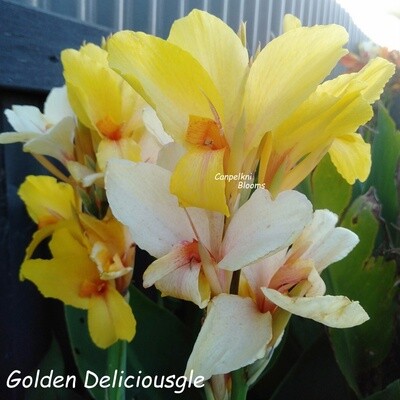 Canna Golden Deliciousgle, 1.8 meters tall