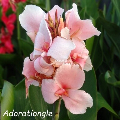 Pink flowering tropical cannas Adoration Gle Series