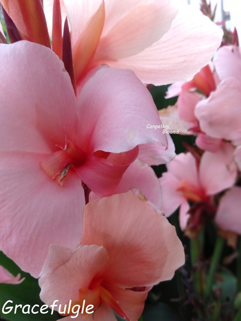 Canna Gracefulgle, 1.7 m tall