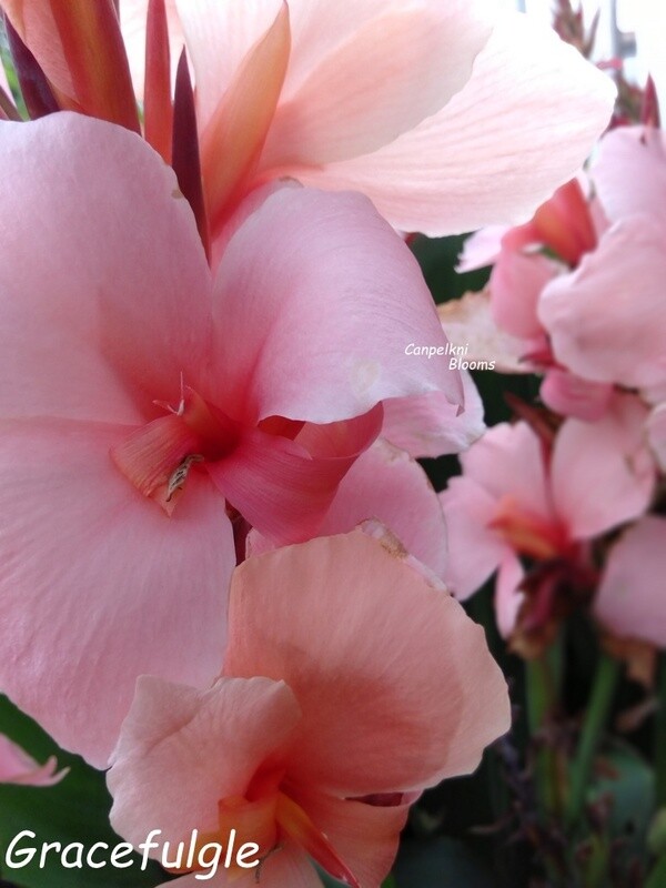 Canna Gracefulgle, 1.7 m tall