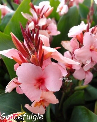 Canna Graceful, 1.7 m tall