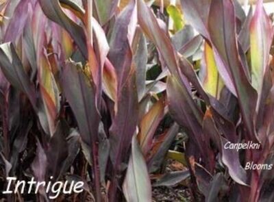 Canna Intrigue, 2.5 meters tall