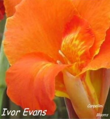 Canna Ivor Evans, 2.5 meters tall