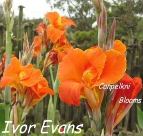 Canna Ivor Evans, 2.5 m tall