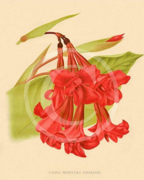 Canna Ehemanni, 2.6 meters tall