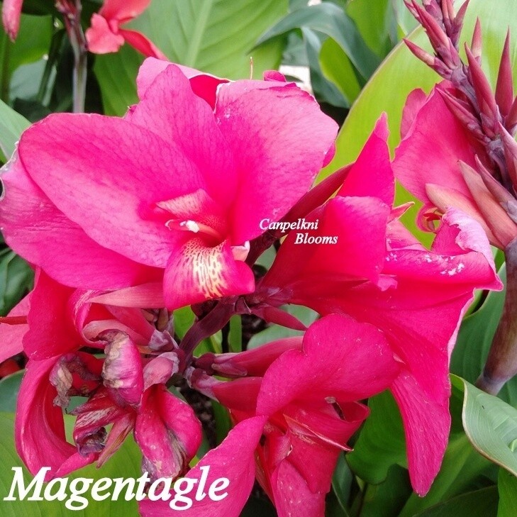 Canna Magentagle