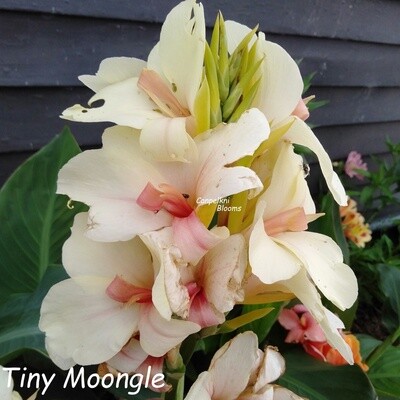 Canna Lily cream to white flowers