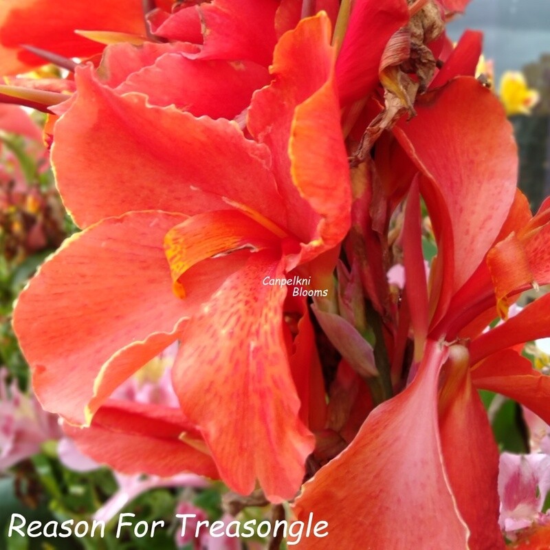 Canna Reason for Treasongle, Sale- Buy 1 Get 2