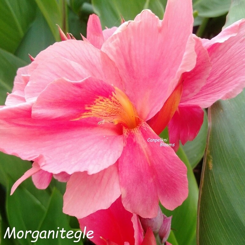 Canna Morganite