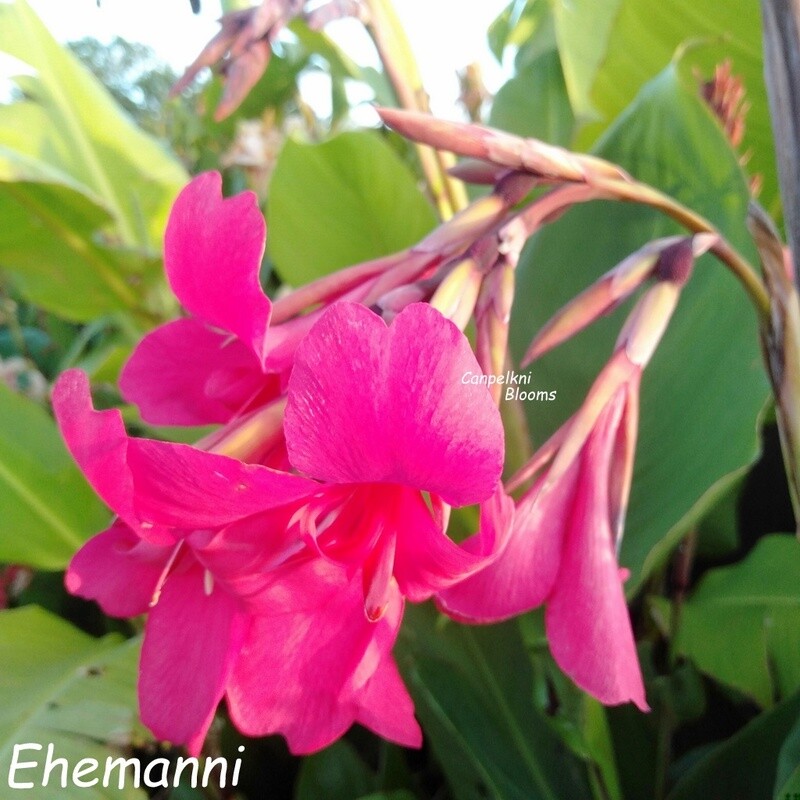 Canna Ehemanni