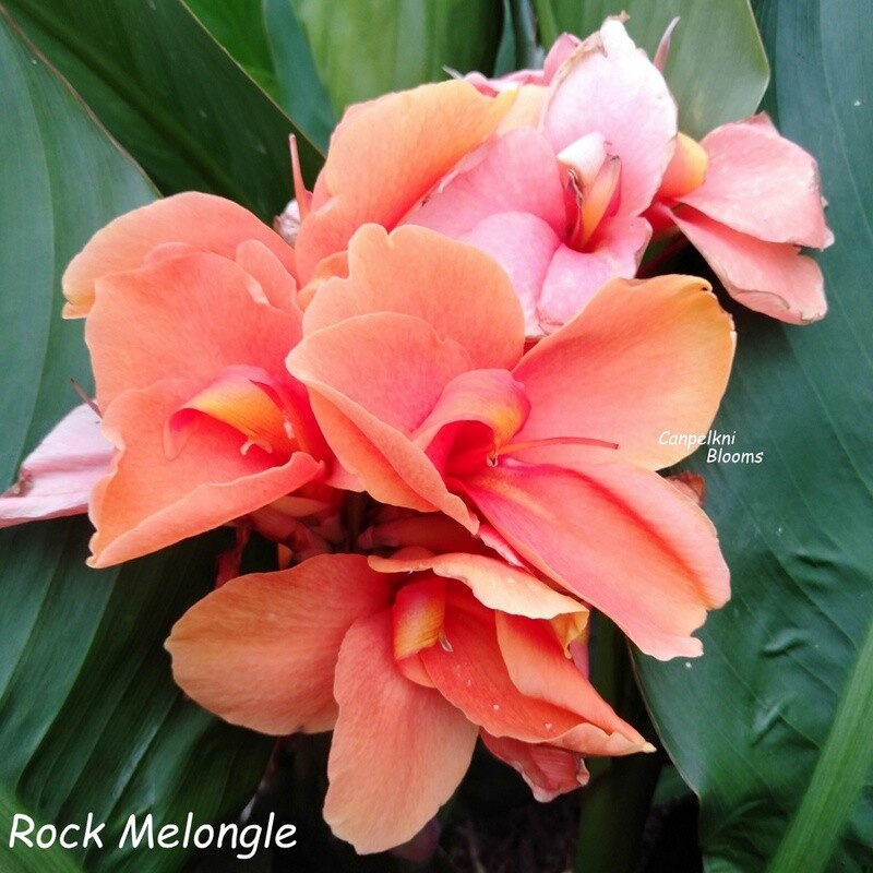 Canna Rock Melongle, 1.1 m tall