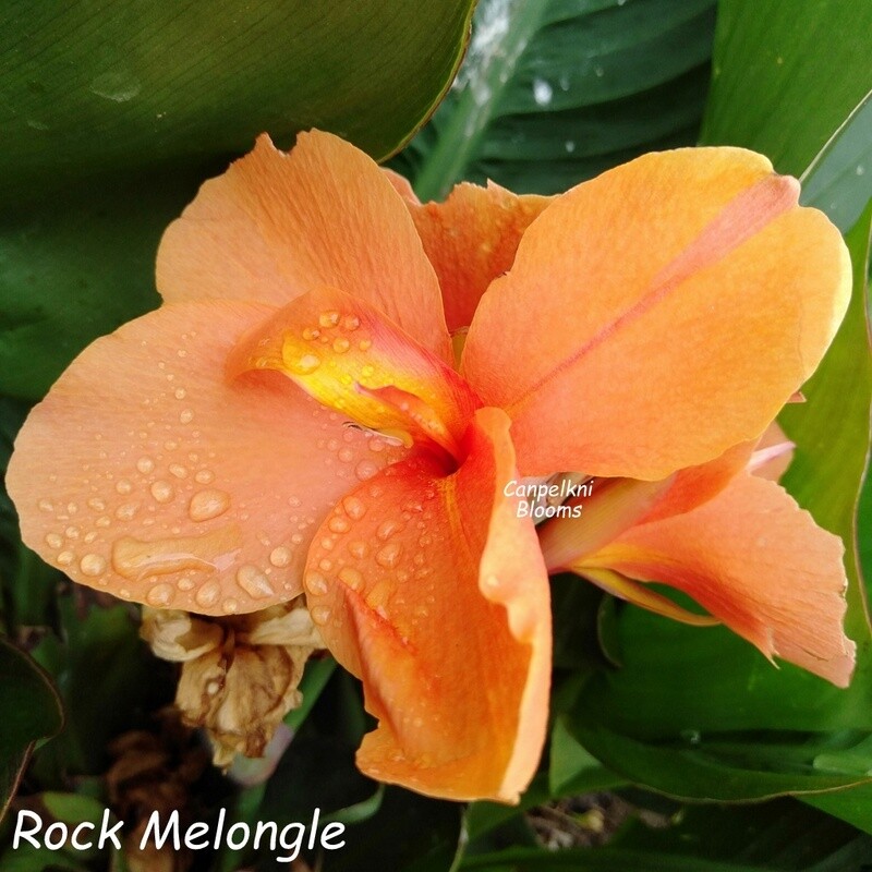 Canna Rock Melongle, 1.1 m tall