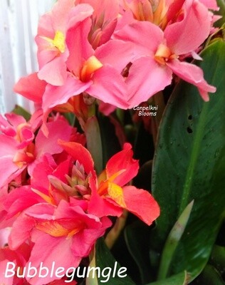 Canna Bubblegum, 1.2 meters tall