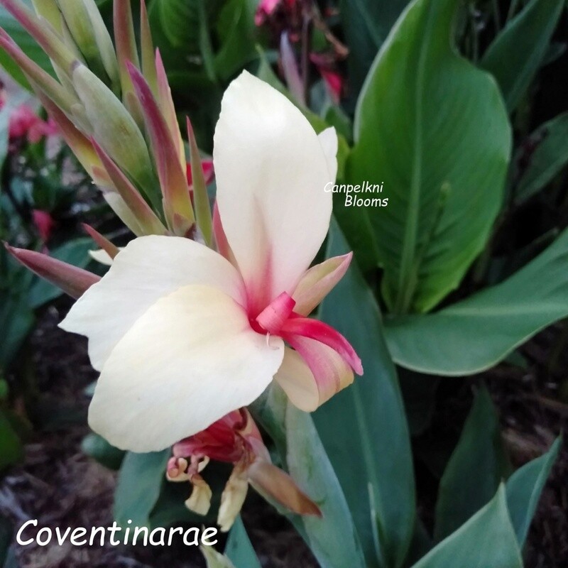 Canna Coventinarae, 1.2 m tall