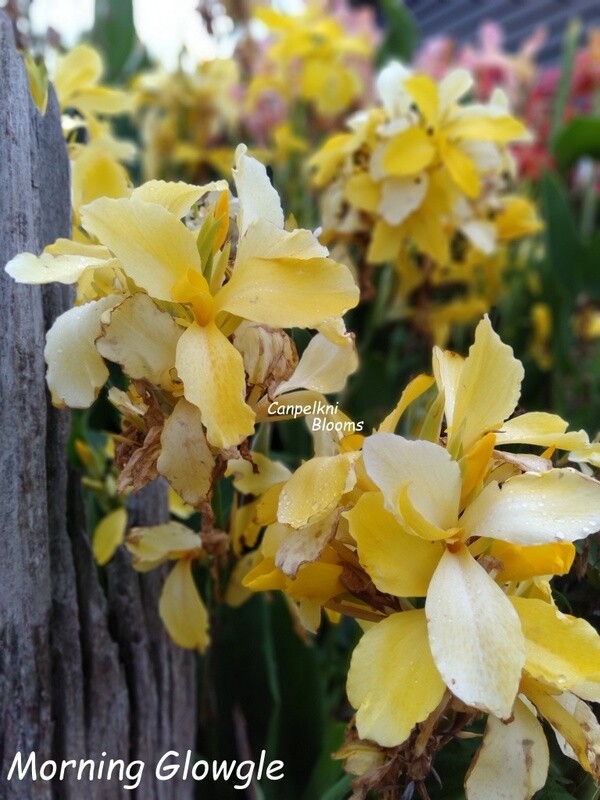 Canna Morning Glowgle, 1.2 m tall