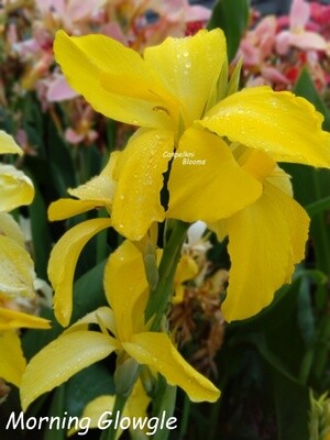 Canna Morning Glowgle, 1.2 m tall