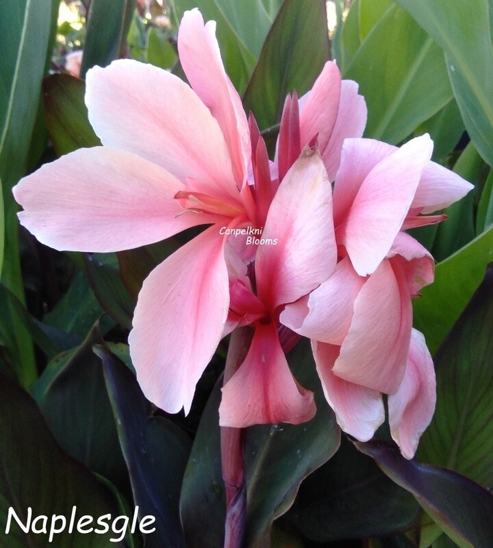 Canna Naplesgle