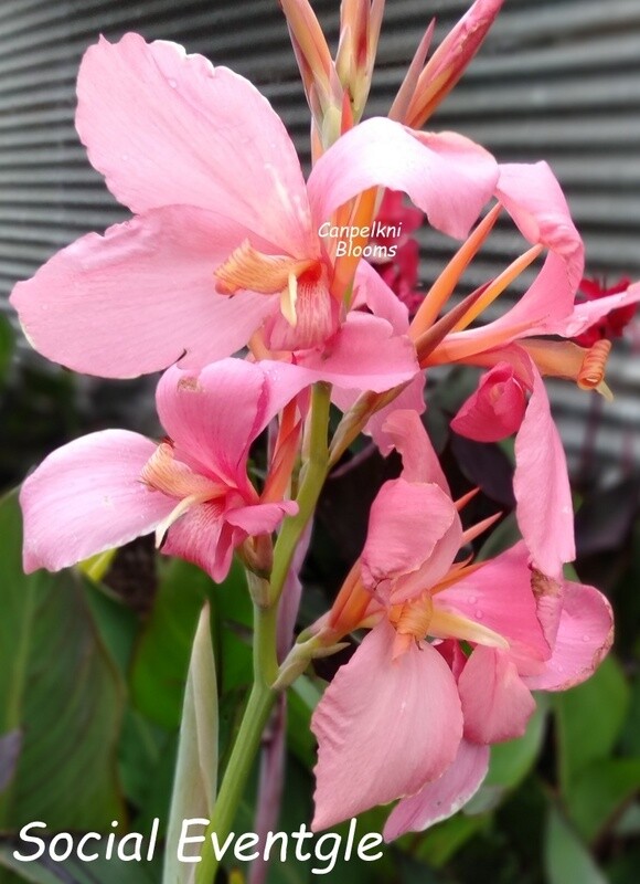 Canna Social Event, Sale- Buy 1 Get 2