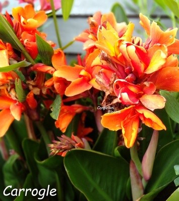 Canna Carrogle, 1.1 meters tall