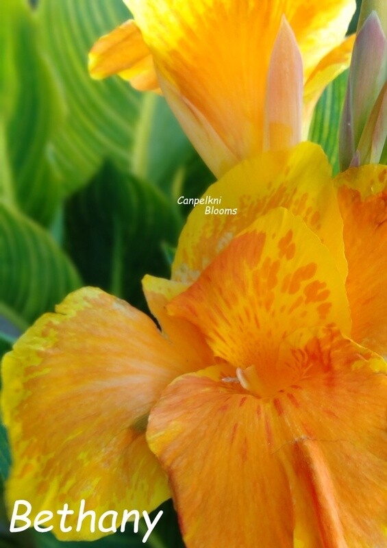 Canna Bethany, Sale- Buy 1 Get 2