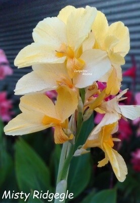 Yellow Canna Misty Ridgegle