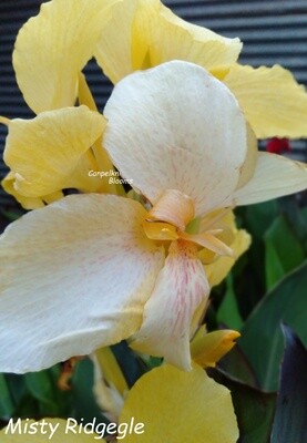 Tropical plants Yellow Cannas Misty Ridgegle
