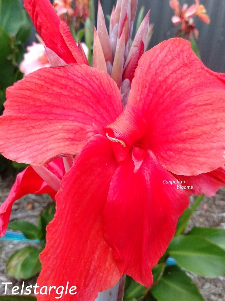 canna lily telstar gle series cannas