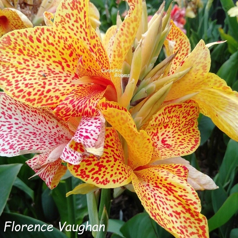 Canna Florence Vaughan, 1.5 m tall