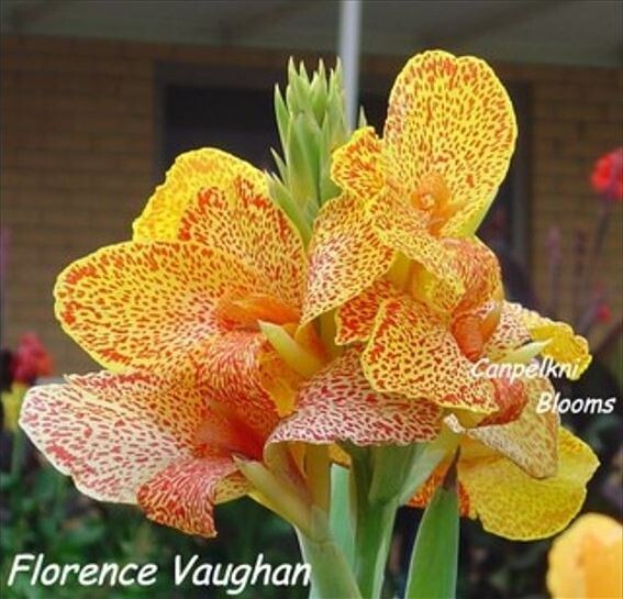 Canna Florence Vaughan, 1.5 m tall