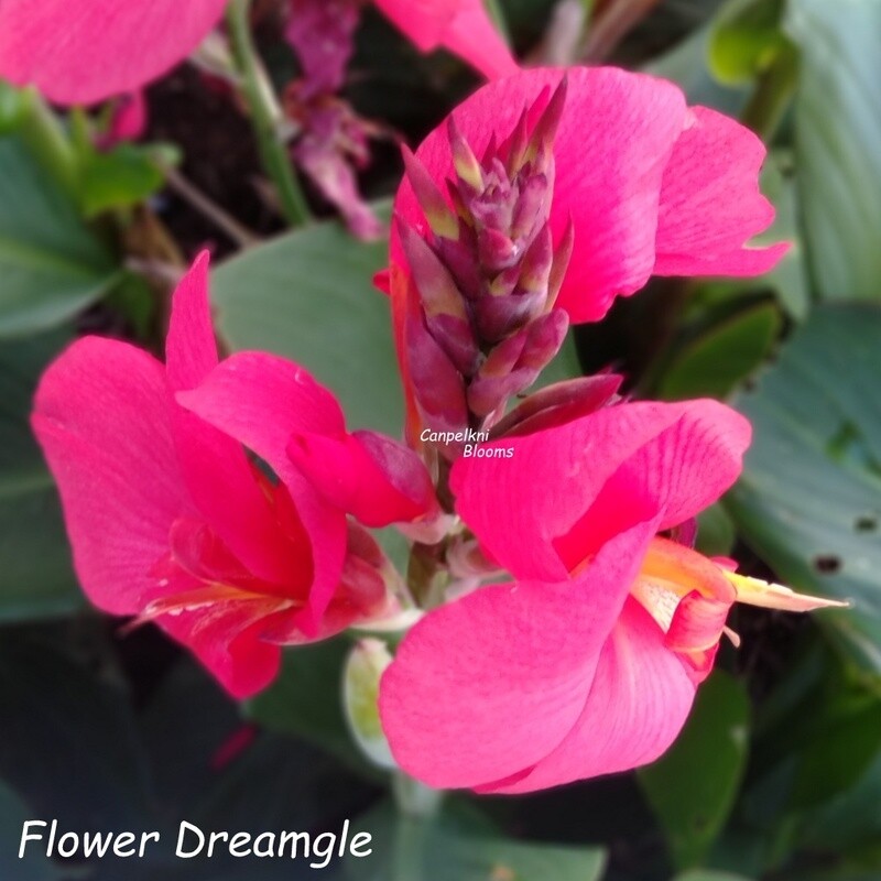 Canna Flowers Dream, 1.5m tall
