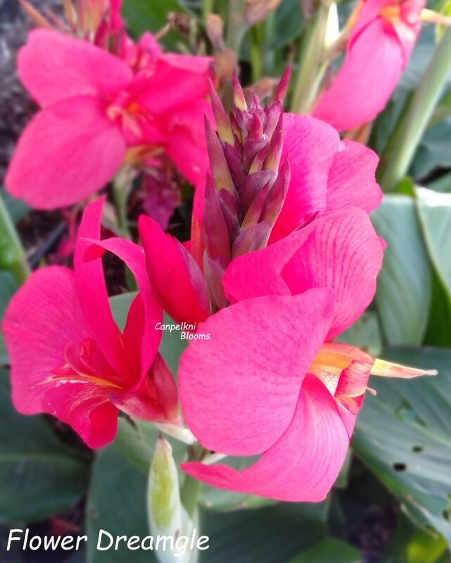 Canna Flowers Dream, 1.5m tall