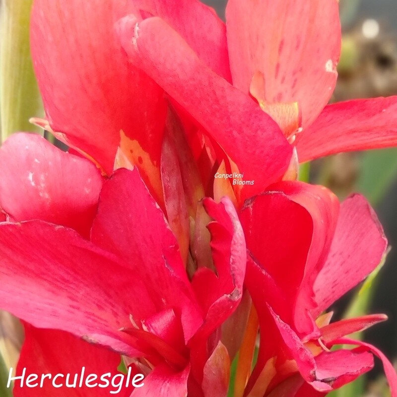 Canna Hercules, 1.6m tall