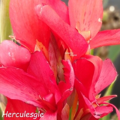 Canna Hercules, 1.6m tall