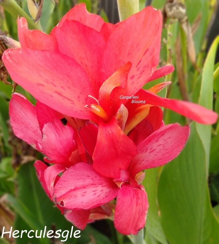 Canna Hercules, 1.6m tall, Sale- Buy 1 Get 2