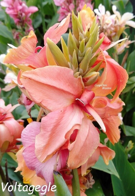 Canna Voltage, 1.9m tall
