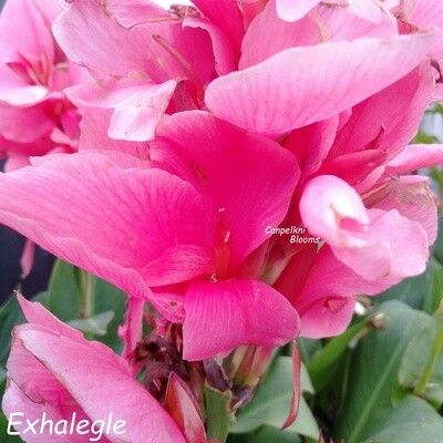  canna lily plants Exhalegle