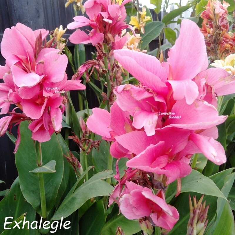 Pink flowering canna lily Exhalegle