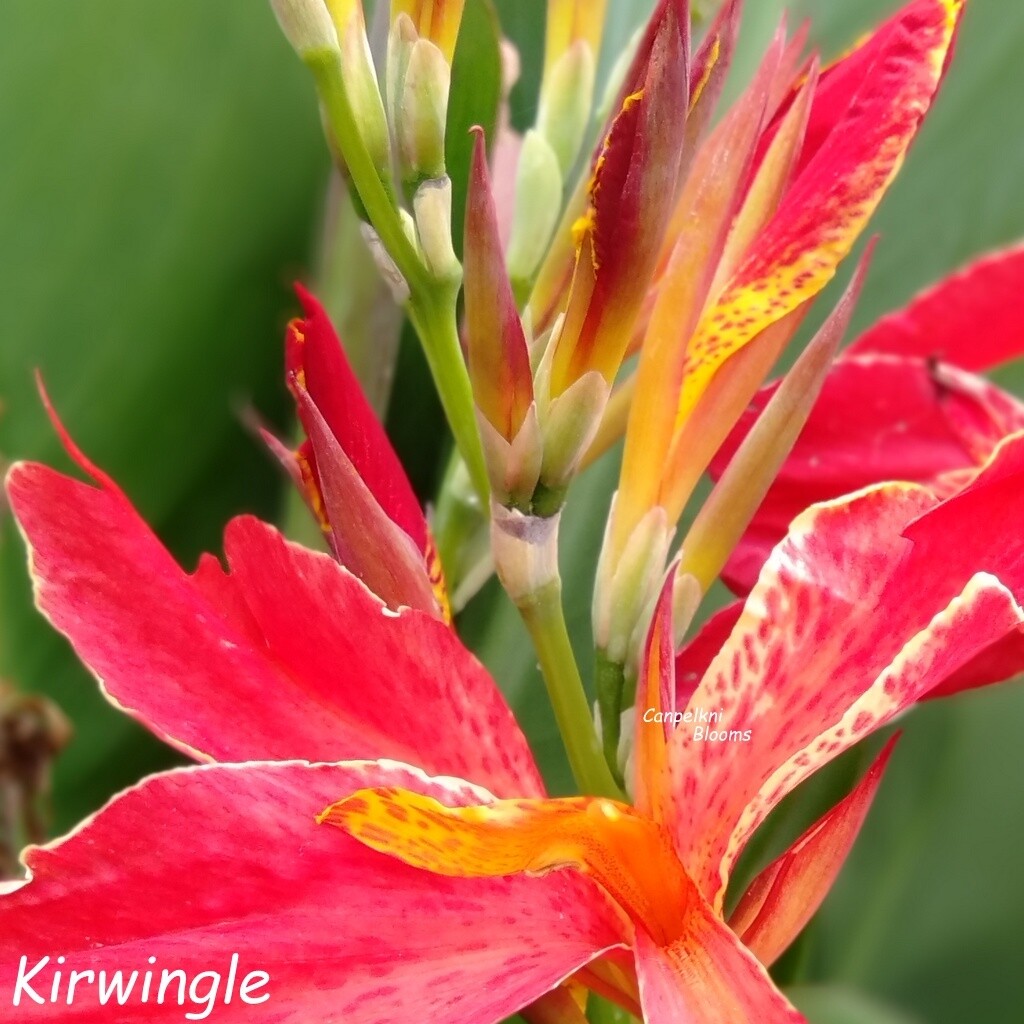 Canna Kirwingle, 1.6 m tall