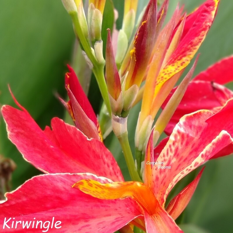 Canna Kirwingle, 1.6 m tall