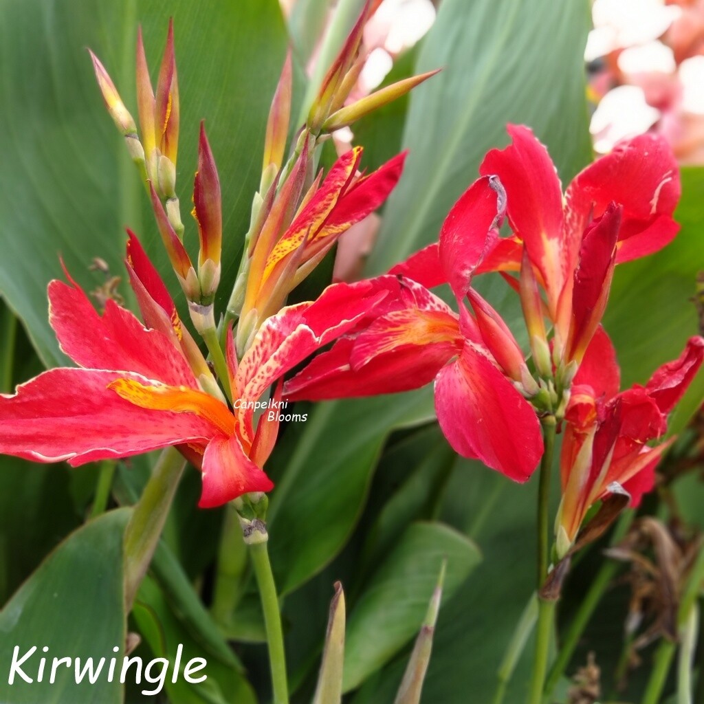 Canna Kirwingle, 1.6 meters tall