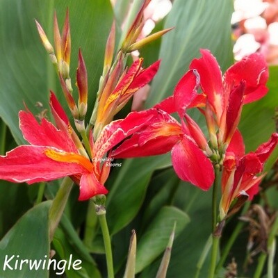 Canna Kirwingle, 1.6 meters tall