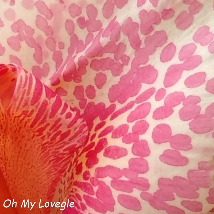 Canna Oh My Lovegle