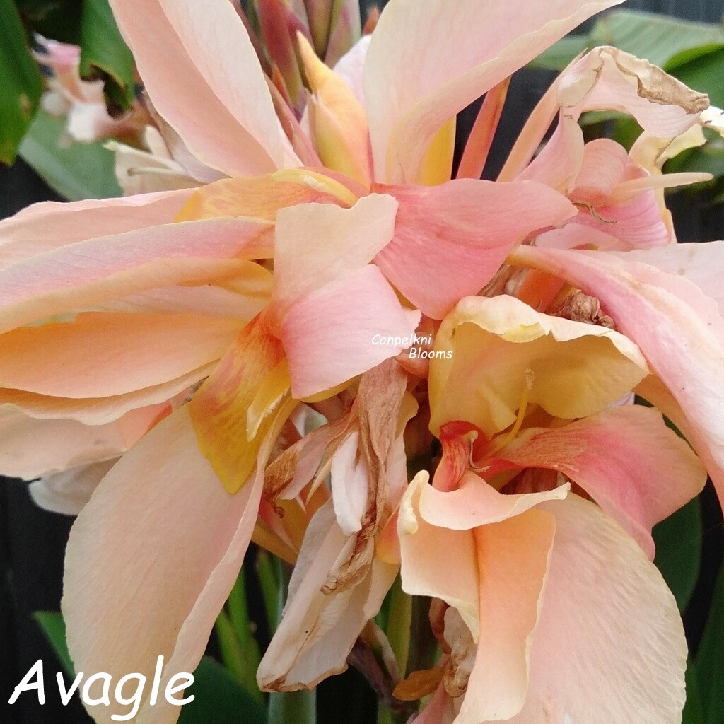 soft apricot and pink tropical flowers of canna Avagle