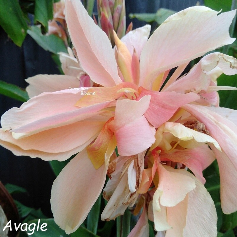 cannas Avagle