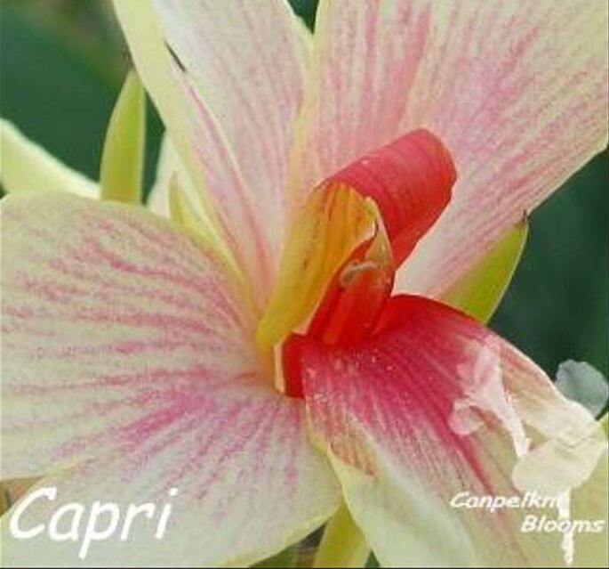 Canna Capri, 1.4 meters tall
