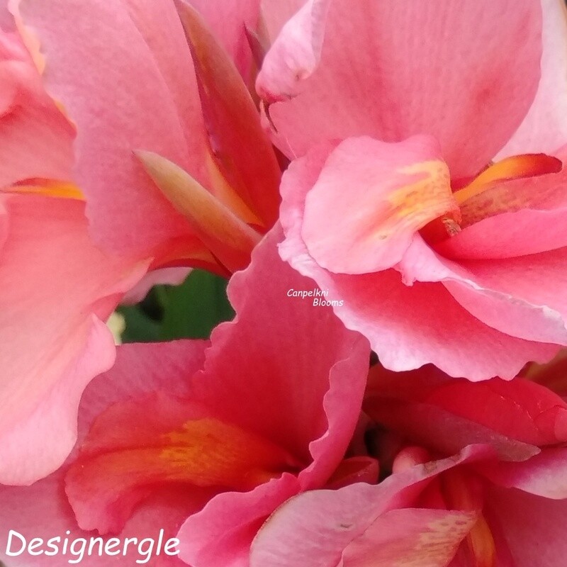 canna lily Designer gle series australia