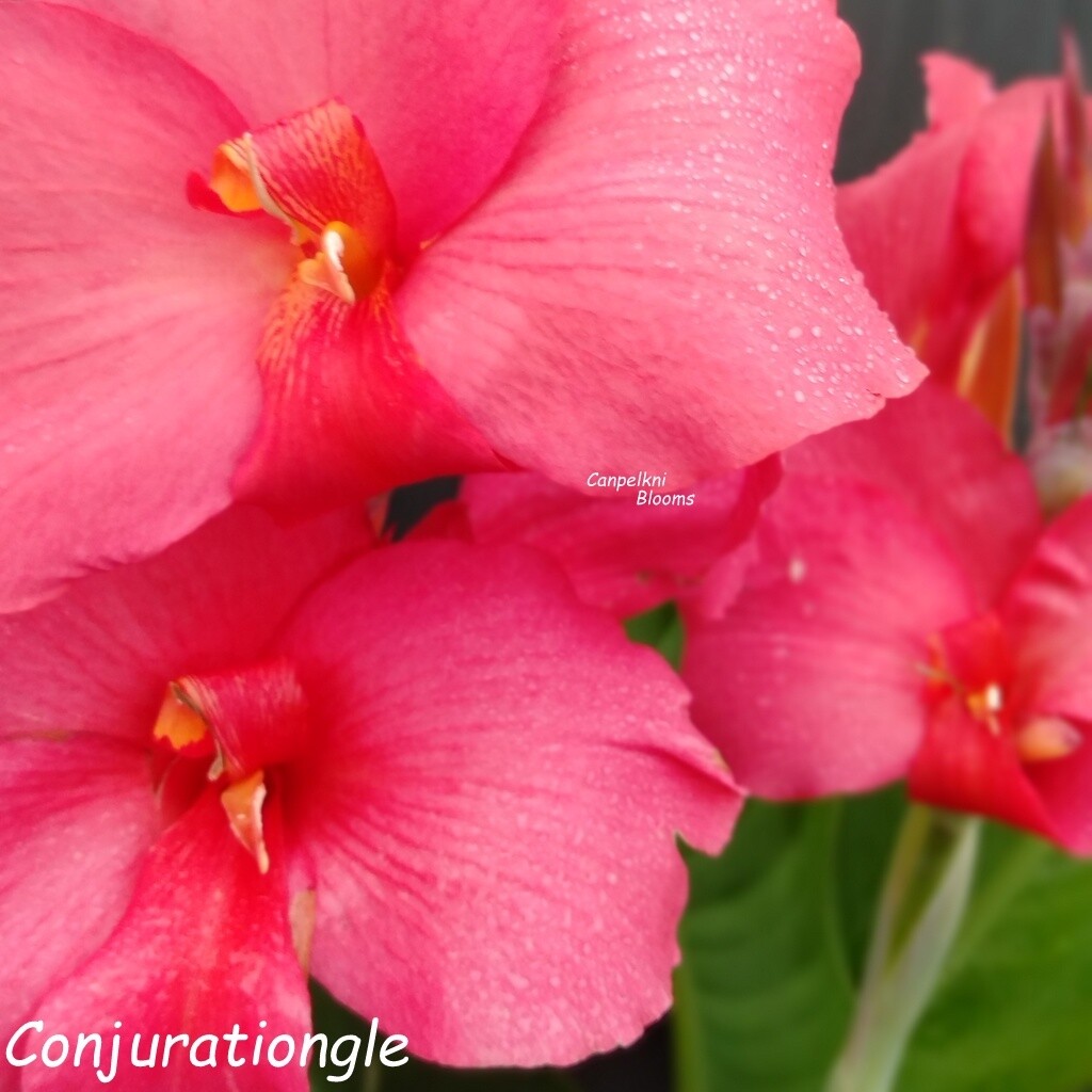 Canna Conjuration