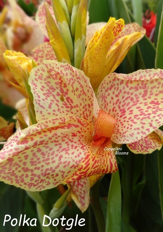 canna polka dotgle