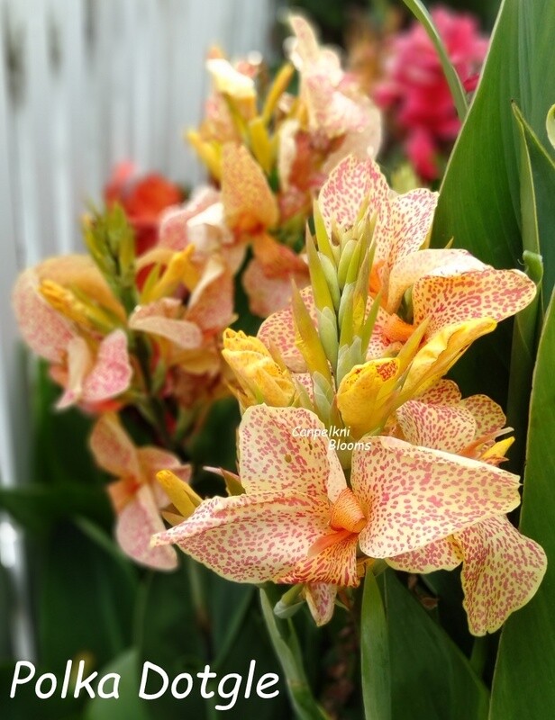 spotty canna polka dotgle