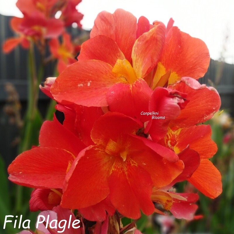Canna Fila Plagle, 1.7m tall